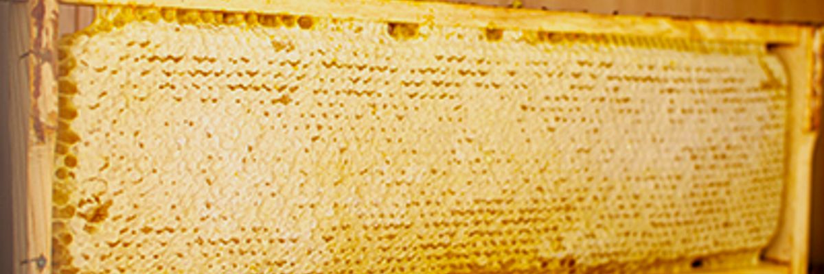Для чого використовується сирий мед? фото